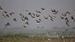 How do birds find their way during migration: A look at their navigation system