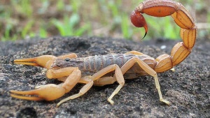 Scorpion venom offers new hope for breast cancer patients: Study