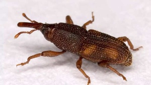 How to identify “keede” in rice or grains: Prevention and hacks to remove them you must try