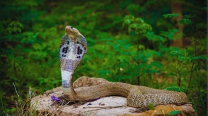 Snake hotspots in India: Indian regions known for deadly snake sightings
