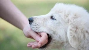 Dog Bite First Aid: Crucial Steps to Prevent Rabies Infection
Hoặc:
Time is Critical After a Dog Bite: A Guide to Rabies Prevention
Hoặc:
Rabies Risk After a Dog Bite? Here's How to Respond Immediately