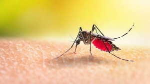 6 diseases transmitted by mosquitoes that have no cure