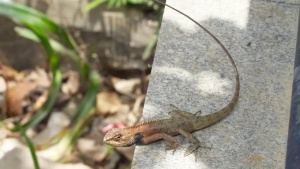 Monsoon Reptile Invasion: How to Safeguard Your Garden This Rainy Season