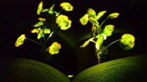 Glowing Plants Inspired by 'Avatar' Could Light Homes and Cities, Scientists Say