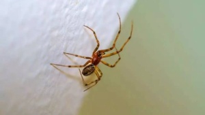 7 Common House Spiders: Identification Tips and Safety Advice