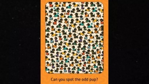 Test your focus: Spot the odd dog hidden among the pack