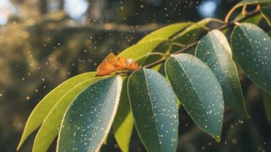Scientists Discover Nature's Secret to Gold Formation in Trees: Microbes Hold the Key