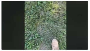 Headline:
Test Your Vision: Can You Find the Hidden Frog in This Optical Illusion Within 10 Seconds?