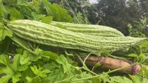 Karela Leaves: Unlock the Powerhouse of Nutrients for Blood Sugar Control, Liver Health, and Immunity