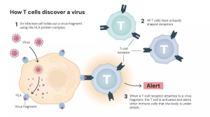 Nobel Prize Recognizes Discovery of Immune System 'Peacekeepers' and How They Prevent Autoimmune Disease