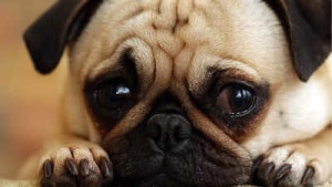 Protect Your Pup: Expert Tips to Calm Dogs During Fireworks and Loud Celebrations