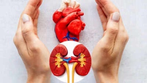 Synergistic Health: Expert Explains the Crucial Link Between Heart and Kidney Function