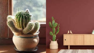 10 Reasons Why Cacti Are the Ultimate Houseplant: Health, Decor, and Easy Care Perks