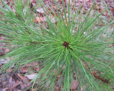 How to Find Wild Edible Plants