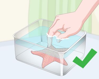 How to Acclimate Starfish