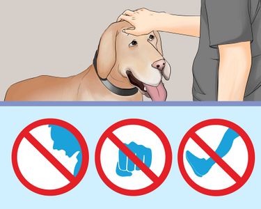 How to Be a Good Pet Owner