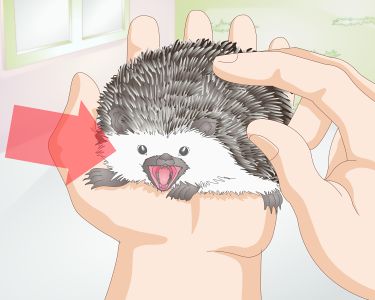 How to Bond With Your Hedgehog