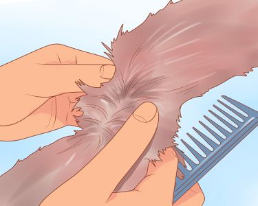 How to Brush Matted Fur
