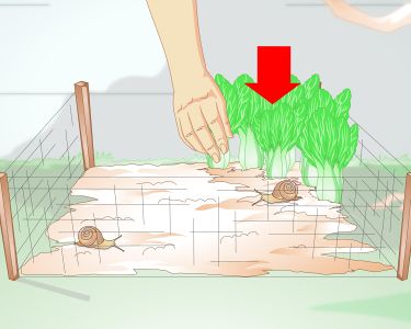How to Breed a Pet Snail