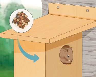 How to Build a Squirrel House