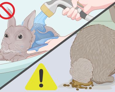 How to Care for a New Pet Rabbit