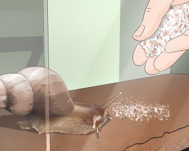 How to Care for Giant African Land Snails