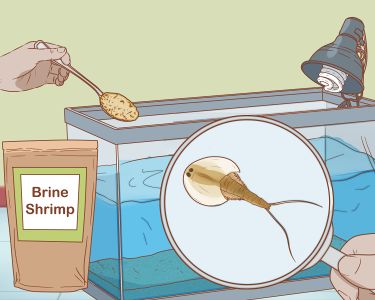 How to Care for Triops