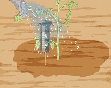 How to Determine How Much Water Plants Need