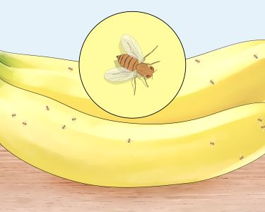 How to Distinguish Between Male and Female Fruit Flies