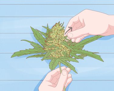 How to Dry and Cure Cannabis