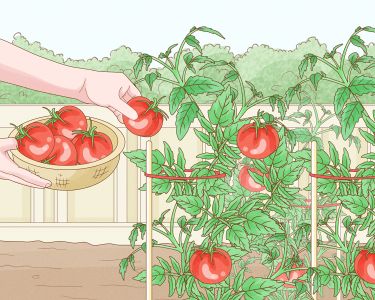 How to Plan, Prepare, and Plant a Garden
