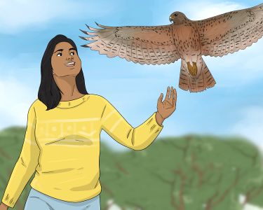 What Do Hawks Spiritually Mean?