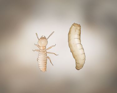 How to Identify Termite Larvae