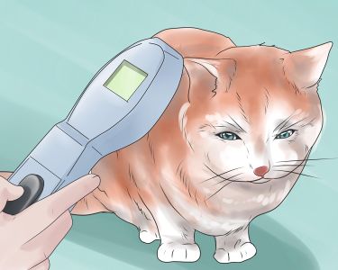 How to Inject a Microchip Into a Pet