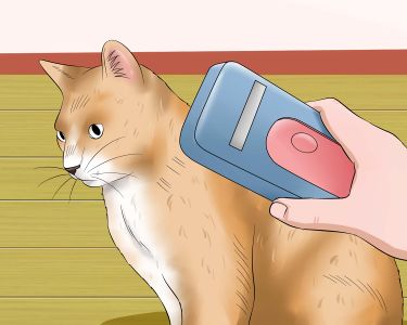 How to Keep a Stray Cat Away from Your Cat