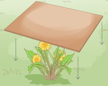 How to Kill Dandelions Naturally