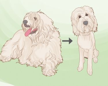 How to Know How Much to Tip a Dog Groomer