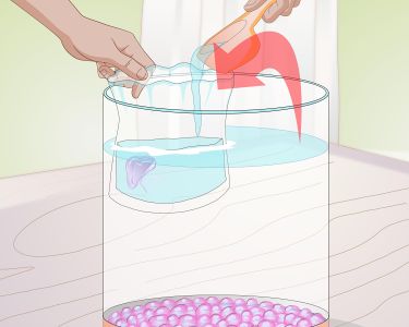 How to Maintain a Jellyfish Tank