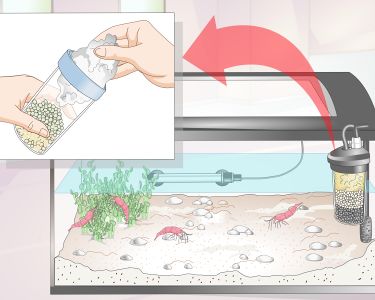 How to Make a Shrimp Aquarium