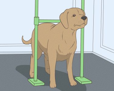 How to Measure Dog Height