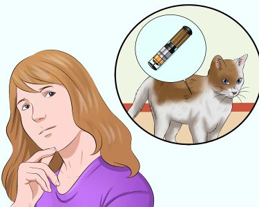 How to Bring a Pet Into the United States from Another Country