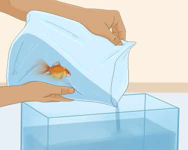 How to Overcome the Death of a Fish