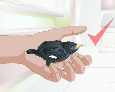 How to Care for a Bird