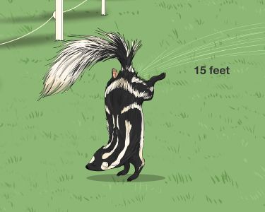 Are Skunks and Polecats the Same? How to Tell These Animals Apart