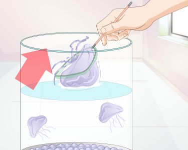 How to Start a Jellyfish Tank