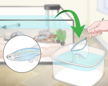 How to Take Care of Your Fish