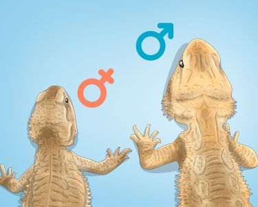 How to Sex Your Bearded Dragon: Physical Features & Observable Behaviors
