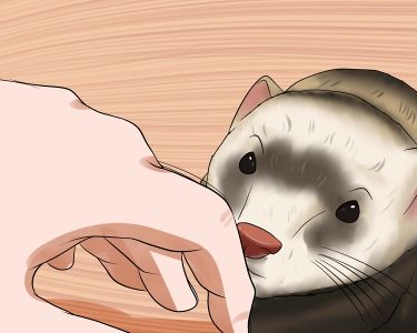 How to Train a Ferret Not to Bite
