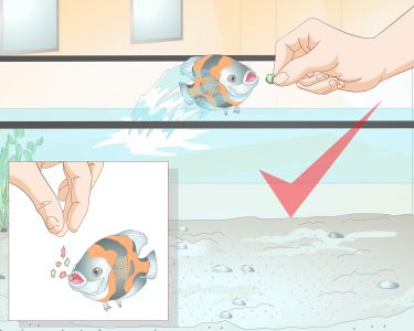 How to Train Your Fish to Do Tricks