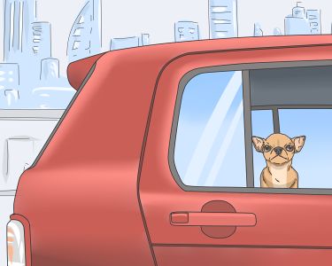 How to Travel a Long Distance with a Dog